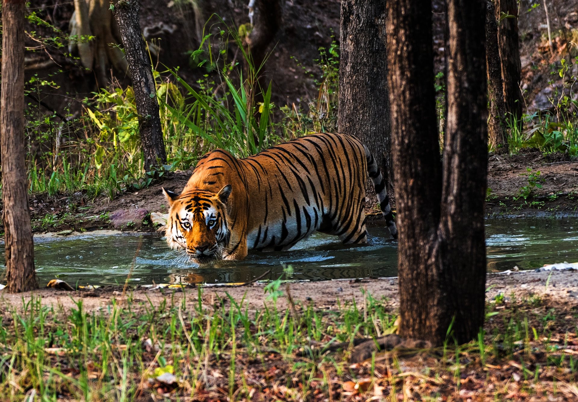 lioness at Gir National Park