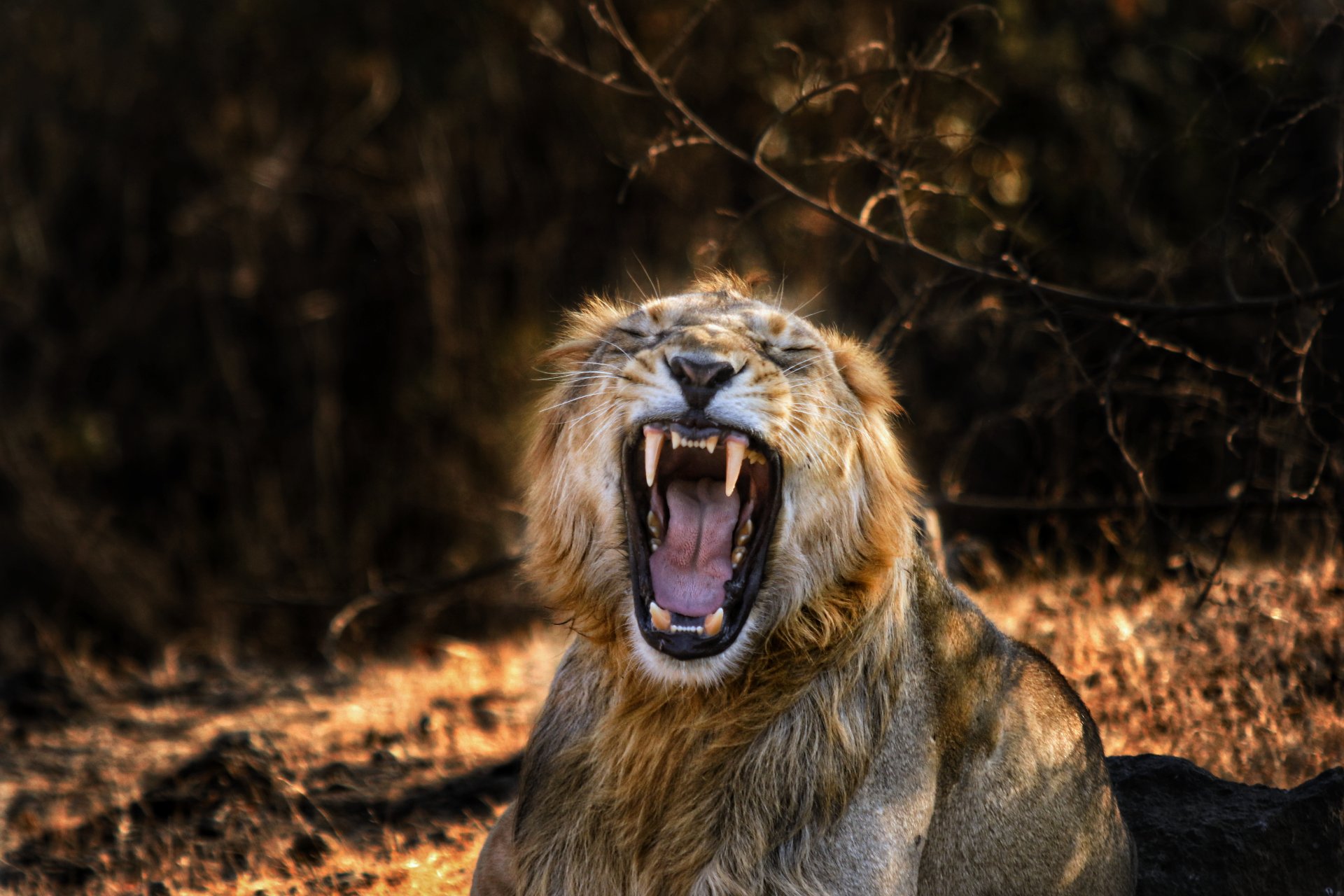 lion at Gir National Park