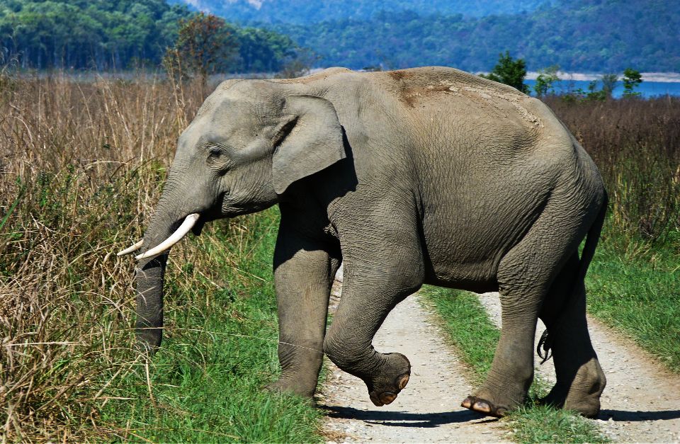 indian tusker