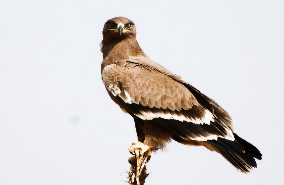 steppe eagle